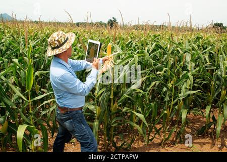 Los agricultores mayores asiáticos usan una tableta para tomar fotografías de los campos de maíz para un análisis posterior en el laboratorio. Foto de stock