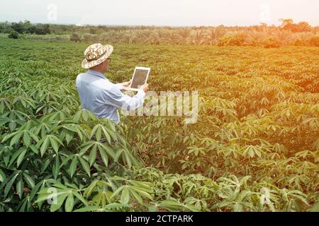 Los agricultores mayores asiáticos macho usando una tableta con la exhibición de fotos de los campos de yuca para análisis adicionales en el laboratorio. Foto de stock