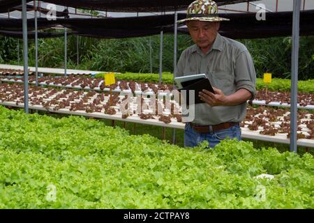 El hombre mayor de los agricultores asiáticos que usan una tableta con una pantalla. Toma de fotografías de plantas orgánicas para su posterior análisis en el laboratorio. Foto de stock