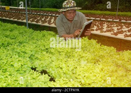 El hombre mayor de los agricultores asiáticos que usan una tableta con una pantalla. Toma de fotografías de plantas orgánicas para su posterior análisis en el laboratorio. Foto de stock