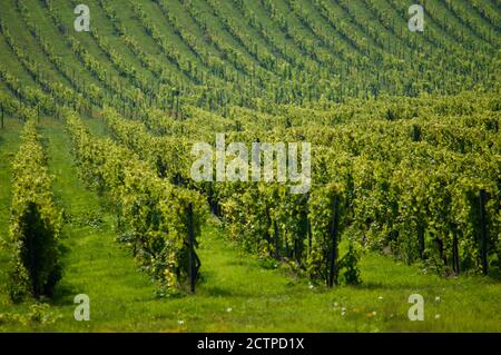 Vides en el Denbies Vineyard Estate en Surrey, Reino Unido