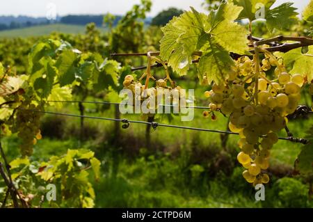Vides en el Denbies Vineyard Estate en Surrey, Reino Unido