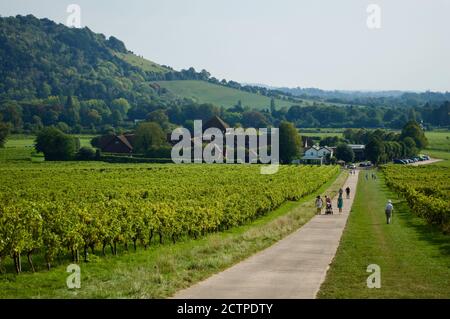 Vides en el Denbies Vineyard Estate en Surrey, Reino Unido
