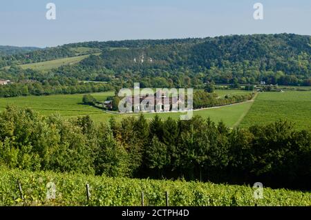 Vides en el Denbies Vineyard Estate en Surrey, Reino Unido