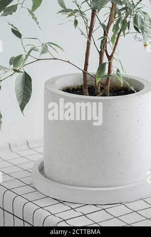 planta de hogar verde en elegante maceta de concreto minimalista sobre tejido blanco a cuadros, enfoque selectivo, vertical Foto de stock