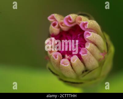 Una imagen macro de primer plano de una flor de zinnia bod a punto de florecer Foto de stock