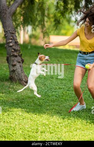 Enfoque selectivo de la mujer joven y el perro del terrier Jack russell jugando en el parque Foto de stock