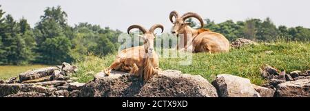 Grupo de ovejas bárbaras cabras salvajes antílope tumbado en las rocas el día de verano. Rebaño de cabras salvajes de Texas aoudad con cuernos grandes al aire libre Foto de stock
