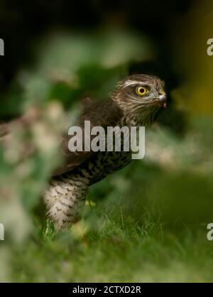 Una joven salvaje Sparrowhawk (Accipiter nisus) con una muerte en el suelo, Warwickshire
