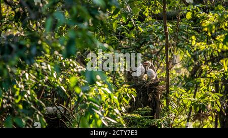 Dos polluelos de Garzetta Garzetta blanco anidando sobre el árbol en la primavera de la puesta de sol. Un pequeño garceta de los bebés esperando en el nido en los árboles del lago a f Foto de stock