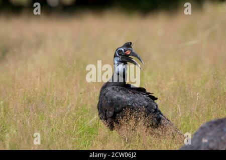 Abyssian Hornbill Tierra o Northern Ground Hornbill, bucorvus abyssinicus