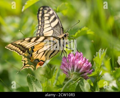 Mariposa de cola de cisne en el néctar de succión de flor de trébol rosa