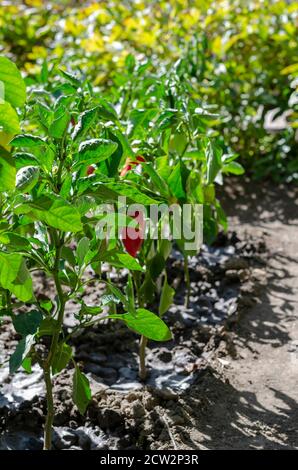 Fondo de plantación de maduración de pimiento rojo en verano día soleado. Camas de pimiento dulce en el jardín de la cocina. Enfoque selectivo. Foto de stock