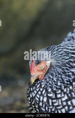 Una gallina de la madre Wyandotte durmiendo en un nido de cerca Foto de stock