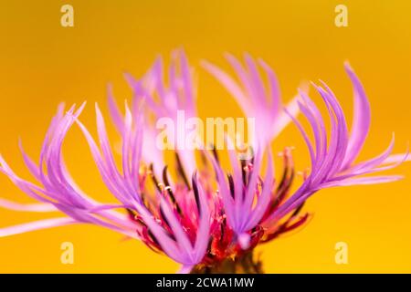 Retrato de hermosas flores de color rosa-púrpura con intensos pistilos amarillos brillantes muestra la belleza de la primavera y las flores filigrana en golpe completo