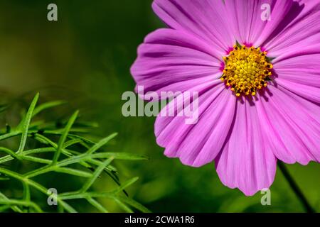 Retrato de hermosas flores de color rosa-púrpura con intensos pistilos amarillos brillantes muestra la belleza de la primavera y las flores filigrana en golpe completo Foto de stock