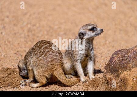 Dos meerkats (Suricata suricatta). Uno observa el peligro y el otro está cavando en la arena a su lado. Foto de stock
