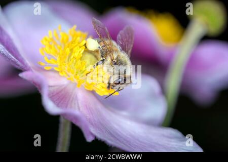 Abeja - Apis mellifera - poliniza Anemone hupehensis, la anémona China o anémona japonesa, la timodeada, o flor de viento Foto de stock