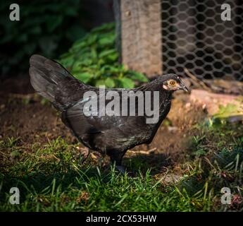 Estoapiperl negro completo/ gallina Steinhendl, una raza de pollo en peligro de extinción de Austria Foto de stock