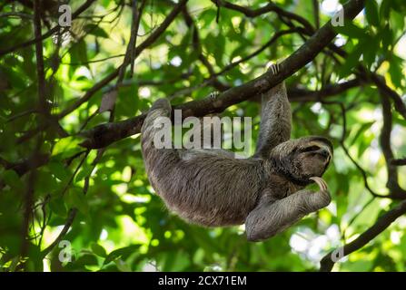 Perezoso divertido colgando en la rama del árbol, cara bonita mirada, retrato perfecto de animal salvaje, Selva de Costa Rica, el chin rascándose, Bradypus variegatus