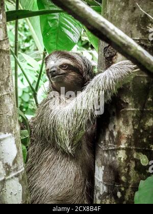 Perezoso de tres dedos subiendo por el árbol en la Isla Bastimentos de Panamá. Foto de stock