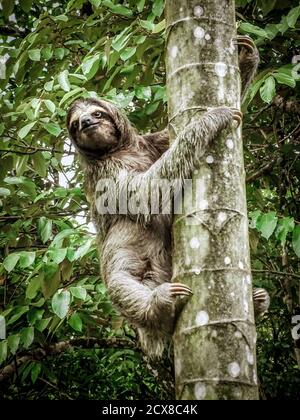 Perezoso de tres dedos subiendo por el árbol en la Isla Bastimentos de Panamá. Foto de stock