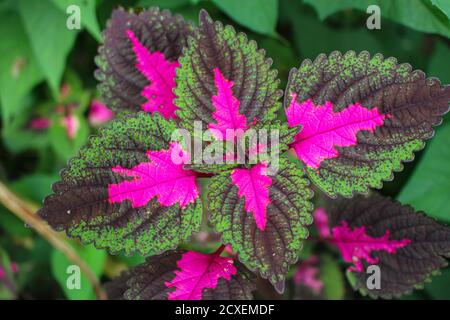 Hojas beautyful, hojas multicolor rosa, púrpura y hojas de color verde creciendo en el jardín