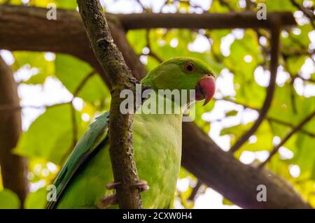 Parakeet verde británico salvaje pájaro loro sentado en el árbol