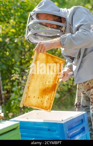 hombre apicultor con disfraz blanco poniendo guantes protectores mientras  está de pie sobre prado verde y preparándose para trabajar en el apiario  Fotografía de stock - Alamy