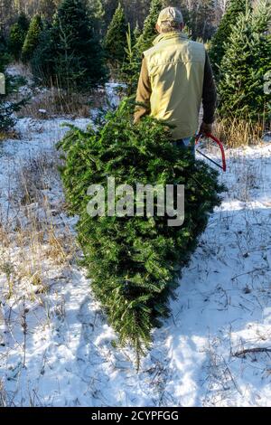 Hombre transportando un abeto balsam recién cortado en una granja de árboles de Navidad. Foto de stock