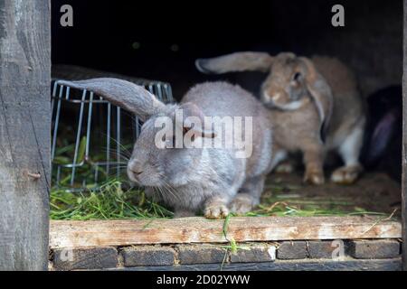 Cable en la conejera del conejo Fotografía de stock - Alamy