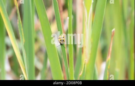 Beetle de hoja de branquero (Labidomera clivicollis) Encaramado en un tallo de hierba verde en Colorado Foto de stock