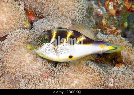 Mimic Filefish, Paraluteres prionurus. Estos peces imitan al Toby, Canthigaster valentini, con entrañas negras. Tulamben, Bali