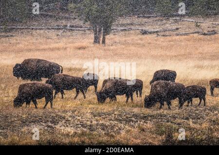 Otoño y fotografías de los paisajes y la fauna del Parque Nacional Yellowstone en Wyoming, EE.UU. Foto de stock