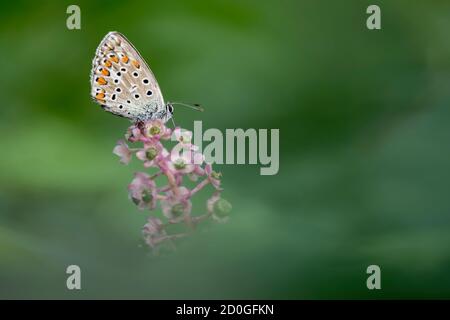 Amanecer con la mariposa azul común (Polyommatus icarus)