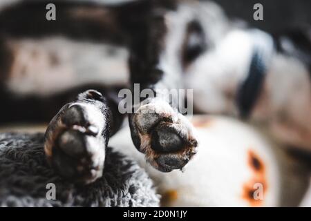Primer plano de negro y blanco brindle Staffordshire toro terrier perro patas mientras duerme estirado en el sofá Foto de stock