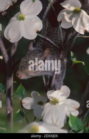 La ardilla joven se tamborea entre las flores de madera de perrito en el árbol en flor, en primavera, Missouri, EE.UU.