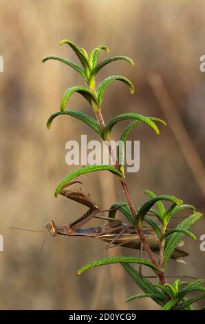 Macho marrón de mantis europea (mantis religiosa) colgando boca abajo en una planta Cistus sp. Contra un fondo natural fuera de foco. Arrabida Natural Foto de stock
