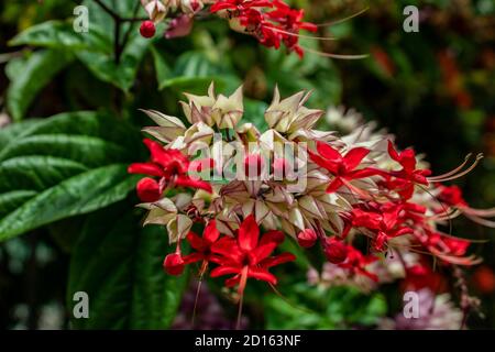 Milkweed - Asclepias Currassavica flores rojas con tonos púrpura lilas rosas y blancas tropicales, silvestres y silvestres exóticas, pequeñas flores agrupadas