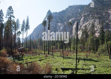 El bosque se está revolviendo de los incendios en el Parque Nacional Kings Canyon, California Foto de stock