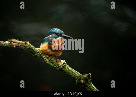 Kingfisher común - Alcedo Atthis