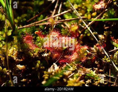 Gran sundew (Drosera anglica, Drosera longifolia) en turba. Ibmer Moor, Austria, Europa