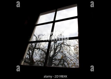 Una vista del castaño de 150 a 170 años de edad desde el ático en la casa donde vivió Anne Frank en Amsterdam, 16 de noviembre de 2007. Los activistas que se oponen a la tala del castaño Anne Frank pudo ver como se escondió de los nazis el jueves ganó el derecho a una audiencia judicial que puede salvarlo del chullo. El árbol, detrás del anexo del almacén de Amsterdam donde Ana Frank se escondió de los nazis hasta 1944, está tan enfermo y dañado que hay un riesgo que podría derribar. REUTERS/Jerry Lampen (PAÍSES BAJOS)