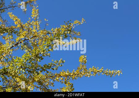 Ginkgo árboles y hojas amarillas durante la temporada de primavera en Japón. Foto de stock