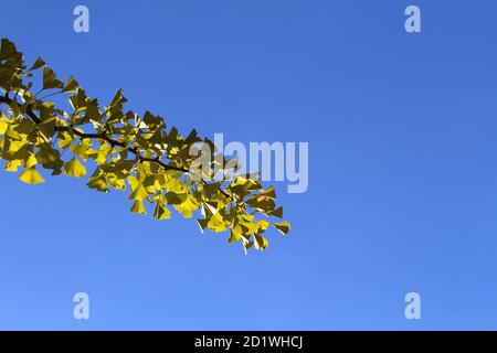 Ramas y hojas de ginkgo amarillo durante la temporada de primavera en Japón. Foto de stock