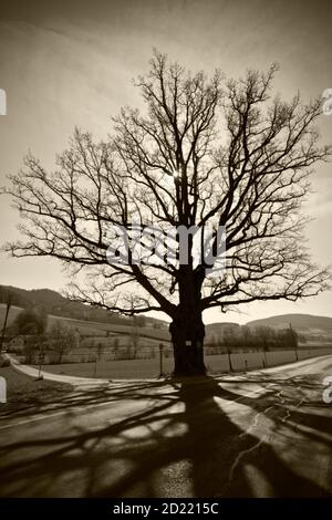 LASSBERG, AUSTRIA - 29 DE MARZO de 2014: Roble pedunculado (quercus robur), llamado 'Weissenoacha' uno de los árboles más grandes de Austria con una circunferencia de casi 7 metros Foto de stock