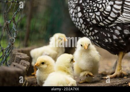Una gallina de la madre Wyandotte con pollitos recién nacidos caminando cerca cerca de una valla Foto de stock