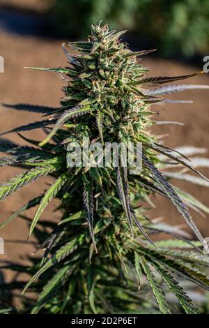 Flor de cáñamo maduro Top con hojas verdes y moradas y pistils anaranjados, cannabis orgánico Sativa Planta femenina cultivada en Oregon para CBD