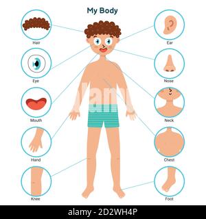 cartel de partes del cuerpo humano para niños