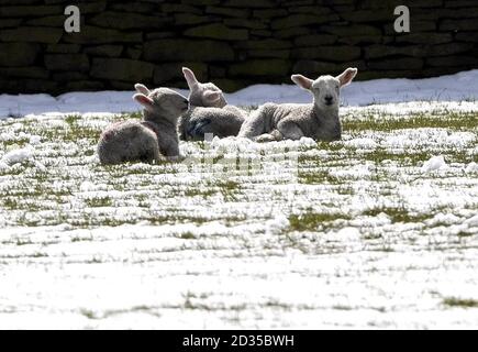 Los corderos de primavera se sientan en un campo cubierto de nieve cerca de Huddersfield hoy después de una ligera caída de nieve. Foto de stock